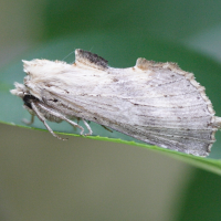 pterostoma_palpina3md