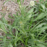 scabiosa_caucasica3md