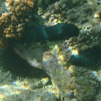 Stichopus chloronotus (Holothurie verte, Concombre de mer)