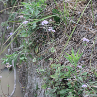 ageratum_conyzoides4md (Ageratum conyzoides)