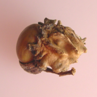 Andricus quercuscalicis (Cynips, Galle de Knopper)