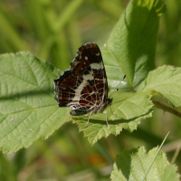 araschnia_levana_prorsa2bd (Araschnia levana)