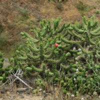 austrocylindropuntia_subulata5md (Austrocylindropuntia subulata)