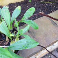 Bulbophyllum injoloense (Bulbophyllum)