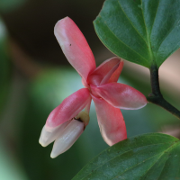 cavendishia_bracteata3bd (Cavendishia bracteata)