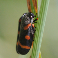 cercopis_intermedia2bd (Cercopis intermedia)