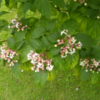 clerodendrum_trichotomum2md