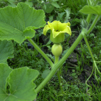 cucurbita_maxima2md