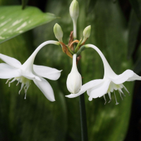 Urceolina x grandiflora (Lis d'Amazonie)