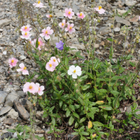 Helianthemum nummularium var. roseum (Hélianthème des Pyrénées)