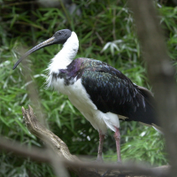 ibis_a_tete_noire_-_threskiornis_melanocephalus2md (Threskiornis melanocephalus)