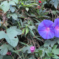 ipomoea_indica5md