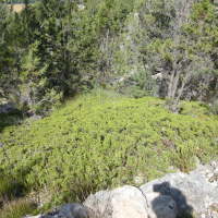 Juniperus sabina (Genévrier sabine)