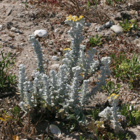 Otanthus maritimus (Diotis maritime)