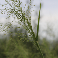 panicum_maximum2md