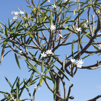 Plumeria alba (Frangipanier blanc)