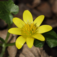 ranunculus_ficaria2bd