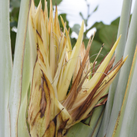 ravenala_madagascariensis6md