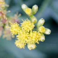 solidago_graminifolia2md