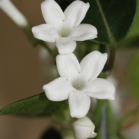 stephanotis_floribunda2md