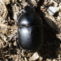 Trypocopris pyrenaeus (Géotrupe, Bousier)