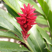 alpinia_purpurata4md (Alpinia purpurata)