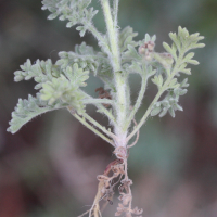 anthemis_tomentosa2md (Anthemis tomentosa)