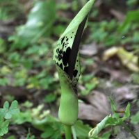 arum_dioscoridis2bd (Arum dioscoridis)