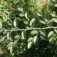 Betula chinensis (Bouleau de Chine)