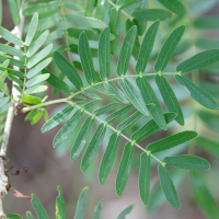 calliandra_surinamensis4md (Calliandra surinamensis)