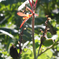 canna_indica3md (Canna indica)