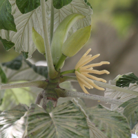 cecropia_schreberiana5bd (Cecropia schreberiana)