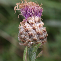 centaurea_decipiens_ruscinonensis2md (Centaurea decipiens ssp. ruscinonensis)