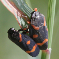 Cercopis intermedia (Cicadelle)