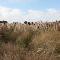 cortaderia_selloana6md (Cortaderia selloana)