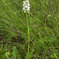 dactylorhiza_fuchsii1md (Dactylorhiza fuchsii)