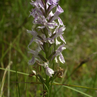 dactylorhiza_fuchsii3md (Dactylorhiza fuchsii)