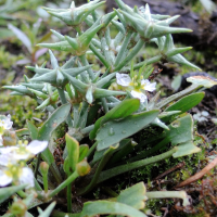 damasonium_alisma4md (Damasonium alisma)