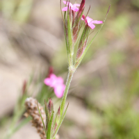 dianthus_armeria5md (Dianthus armeria)