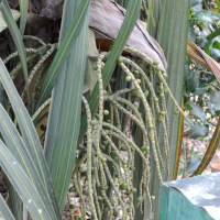 dypsis_basilonga2md (Dypsis basilonga)