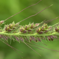 echinochloa_crus-galli5md (Echinochloa crus-galli)