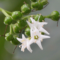 ehretia_cymosa3md (Ehretia cymosa)