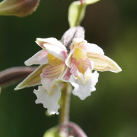 epipactis_palustris2md (Epipactis palustris)