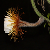 epiphyllum_sp4md