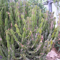 Euphorbia pseudocactus (Euphorbe faux cactus)