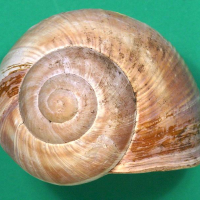 helix_pomatia3bmd