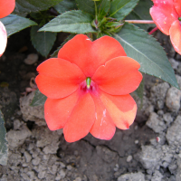 impatiens_hawkeri2md