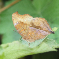 junonia_goudoti3md