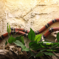 Lampropeltis triangulum sinaloe (Serpent du lait du Sinaloa)