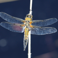 libellula_quadrimaculata5md